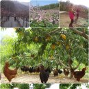 달빛농원 이미지