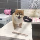 골드독 이미지