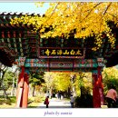 영주 부석사 단풍 이미지