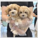 퍼피 라이프 | 서울강아지무료분양 성공기 꿈에 그리던 골든두들 입양 퍼피플라워 하남점 리얼 후기