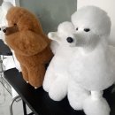 고려 애견 미용실 이미지