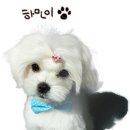 도비의선물 이미지