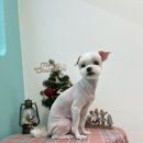 멍블리즈 네이버블로그