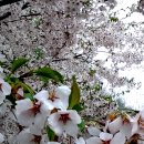 남한산성 벚꽃 이미지