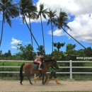 Countryside Stables Penang 승마장 이미지
