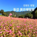메밀꽃 이미지