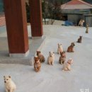 아기강아지 이미지