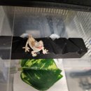 동쓰푸드 이미지