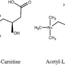 L카르니틴 엘카르니틴 이미지