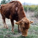 워낭소리 이미지