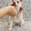 콜드베이켄넬 이미지