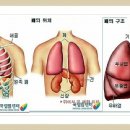 폐의구조와기능 이미지