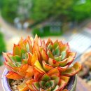 더올리브 이미지