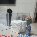 도그마루 동물병원 이미지
