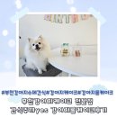 간식주까 | 부천강아지수제간식 강아지미니롤케이크 간식주까 yes