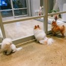 그르르르(grrr!) 이미지