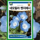 씨드시