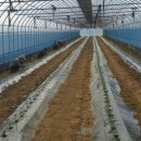 영애농장 이미지