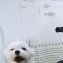 도담도담펫살롱 이미지