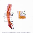 Re: 허리디스크 목디스크 협착증 통증등에 먹는약부작용은 파킨슨을 악화. 오른팔 부자유에는 왼팔의 합곡 곡지에 침 또는 뜸을 뜨면 완화 이미지