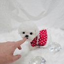 어벤져스켄넬 탑클래스펫 강아지분양 | 송도강아지분양 미니 비숑프리제 분양 만족