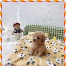 마마스미독강아지분양 - 김해시 율하3로 103 | 마마스미독강아지분양