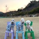멍또와 이미지