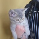 (주)동양정보시스템 | 부여고양이 브리티쉬 분양 대전 동양 애견에서 만난 우리 가족