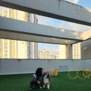 리츠펫 동탄능동점 이미지