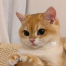 시바냥