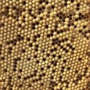 [축산신문] 국산 수벌번데기, 고령자 근육 건강 증진 효과농진청, 4주 섭취군 실험서 근육량 증가 확인 이미지