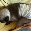 펫119 이미지