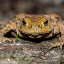 금두꺼비 이미지