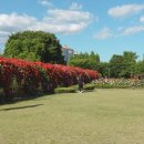 장자호수공원 장미터널 이미지