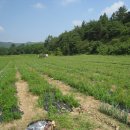 이용기농장 이미지