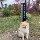 봉성리 쉼터 | 김포가볼만한곳 I 해뜨는 한강정원 I 김포드라이브코스 I 김포애견산책
