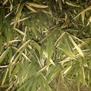 중앙동 문화의거리 이미지