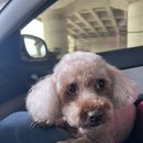 꾸미시개 이미지