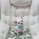 스담멍스 이미지