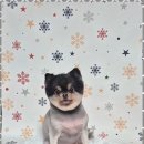 퍼피살롱 | 부평애견미용 부평동 퍼피살롱에서의 특별한 반려견 미용 체험 후기