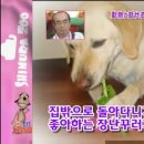 하이디 이미지