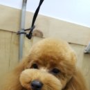 보드레도그 이미지