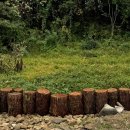 Jul서시오1950 이미지