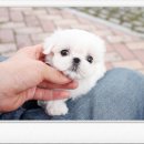 펫블리 | 수완지구 강아지 분양 애견샵 펫블리 : 사랑스러운 강아지와의 첫 만남 후기!