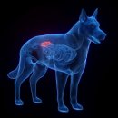 신장동물병원 이미지