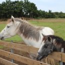 송이목장 이미지