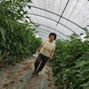 진아농장 이미지