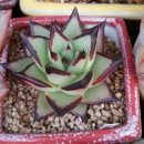 부용슈퍼 이미지