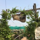 로터스팜 이미지