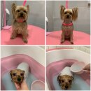 토브 펫 살롱 이미지